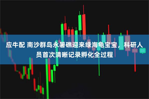 应牛配 南沙群岛永暑礁迎来绿海龟宝宝，科研人员首次清晰记录孵化全过程